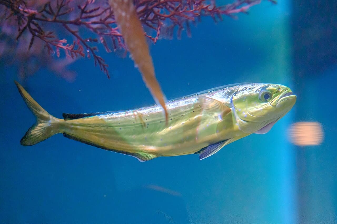 Mahi-mahi (Dolphinfish) (Coryphaena hippurus)